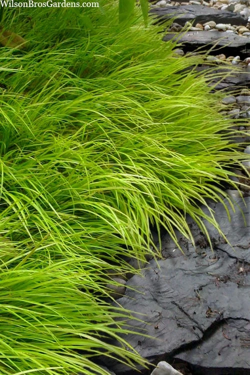 Dwarf Golden Sweet Flag - Acorus Gramineus 'Minimus Aureus' - 5 Pack Of Pint Pots 1 Dwarf Golden Sweet Flag - Acorus Gramineus 'Minimus Aureus' - 5 Pack Of Pint Pots