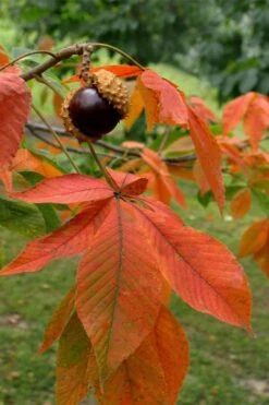 Ohio Buckeye (Aesculus Glabra) - 3 Gallon Pot 19 Ohio Buckeye (Aesculus Glabra) - 3 Gallon Pot -Plant Series Shop aesculus glabra ohio buckeye 11