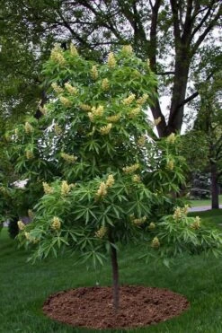 Ohio Buckeye (Aesculus Glabra) - 3 Gallon Pot 15 Ohio Buckeye (Aesculus Glabra) - 3 Gallon Pot -Plant Series Shop aesculus glabra ohio buckeye 12