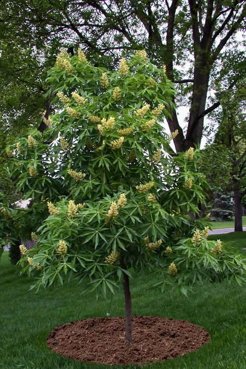 Ohio Buckeye (Aesculus Glabra) - 3 Gallon Pot 6 Ohio Buckeye (Aesculus Glabra) - 3 Gallon Pot - Image 6