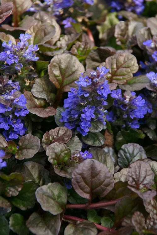 Bronze Beauty Ajuga (Bugleweed) - 5 Pack Of 4" Pint Pots 1 Bronze Beauty Ajuga (Bugleweed) - 5 Pack Of 4" Pint Pots