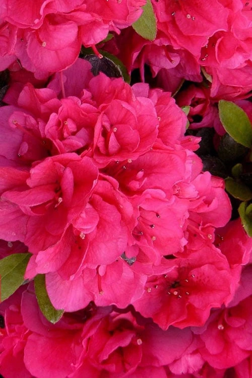 Canzonetta Azalea - 1 Gallon Pot 1 Canzonetta Azalea - 1 Gallon Pot