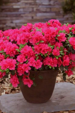 Canzonetta Azalea - 1 Gallon Pot 8 Canzonetta Azalea - 1 Gallon Pot -Plant Series Shop azalea canzonetta 3