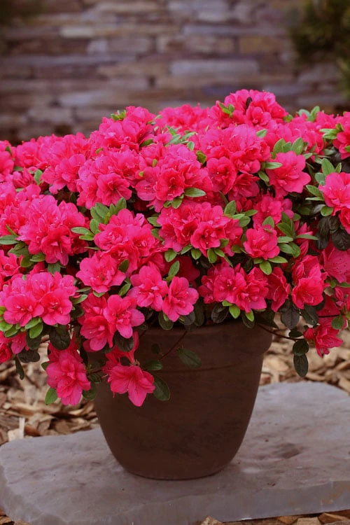 Canzonetta Azalea - 1 Gallon Pot 4 Canzonetta Azalea - 1 Gallon Pot - Image 4
