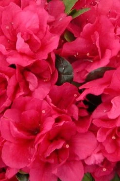 Canzonetta Azalea - 1 Gallon Pot 9 Canzonetta Azalea - 1 Gallon Pot -Plant Series Shop azalea canzonetta 500x750 1