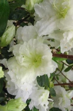 Helen Curtis Azalea - 3 Gallon Pot -Plant Series Shop azalea helen curtis 7