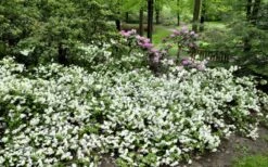 Helen Curtis Azalea - 3 Gallon Pot -Plant Series Shop azalea helen curtis 9