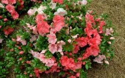 Hilda Niblett Azalea - 2 Gallon Pot -Plant Series Shop azalea hilda niblet flowers
