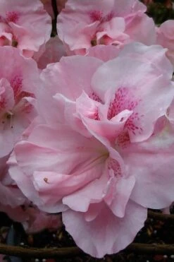 Nancy Of Robin Hill Azalea - 2 Gallon Pot 8 Nancy Of Robin Hill Azalea - 2 Gallon Pot -Plant Series Shop azalea nancy at robin hill 1