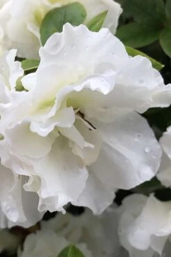 Perfecto Mundo Double White Reblooming Azalea - 3 Gallon Pot 13 Perfecto Mundo Double White Reblooming Azalea - 3 Gallon Pot -Plant Series Shop azalea perfecto mondo double white 1