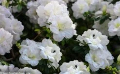 Perfecto Mundo Double White Reblooming Azalea - 3 Gallon Pot 12 Perfecto Mundo Double White Reblooming Azalea - 3 Gallon Pot -Plant Series Shop azalea perfecto mondo double white 2
