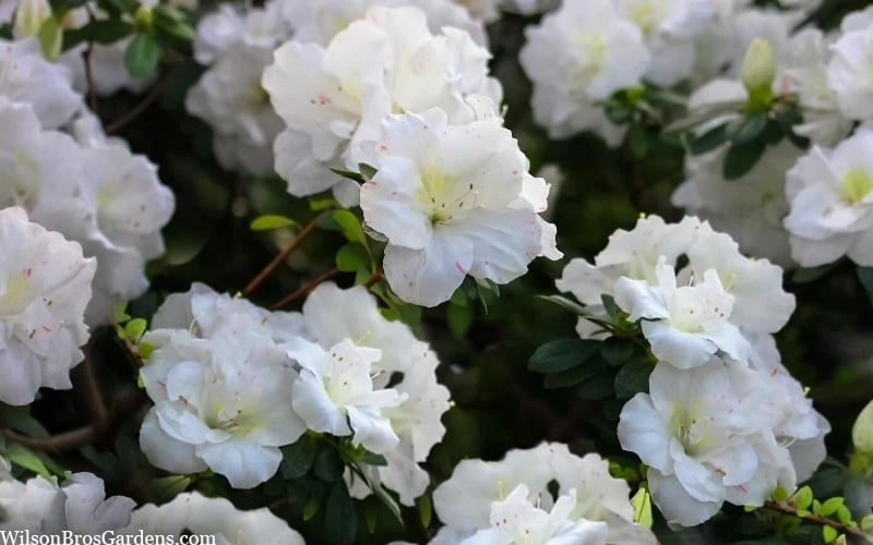 Perfecto Mundo Double White Reblooming Azalea - 3 Gallon Pot 6 Perfecto Mundo Double White Reblooming Azalea - 3 Gallon Pot - Image 6