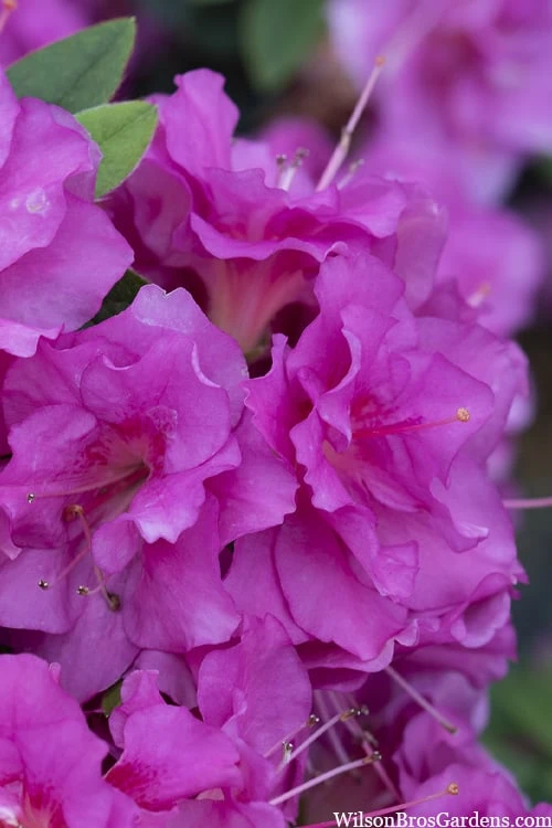 Perfecto Mundo Double Purple Reblooming Azalea - 2 Gallon Pot 1 Perfecto Mundo Double Purple Reblooming Azalea - 2 Gallon Pot