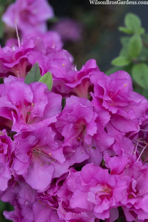 Perfecto Mundo Double Purple Reblooming Azalea - 2 Gallon Pot 6 Perfecto Mundo Double Purple Reblooming Azalea - 2 Gallon Pot - Image 6