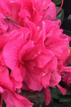 Perfecto Mundo Double Dark Pink Reblooming Azalea - 3 Gallon Pot 7 Perfecto Mundo Double Dark Pink Reblooming Azalea - 3 Gallon Pot -Plant Series Shop azalea perfecto mundo double dark pink 1 1