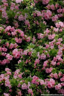 Perfecto Mundo Double Pink Reblooming Azalea - 3 Gallon Pot -Plant Series Shop azalea perfecto mundo double pink 1