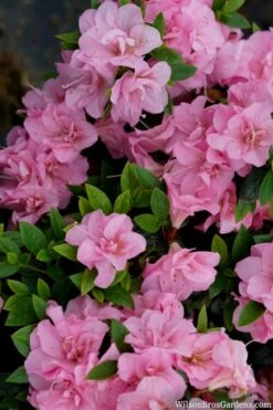 Perfecto Mundo Double Pink Reblooming Azalea - 3 Gallon Pot -Plant Series Shop azalea perfecto mundo double pink 2