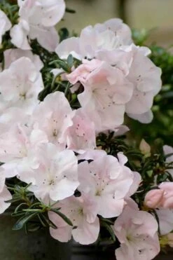 Tsuki No Shimo Satsuki Azalea - 1 Gallon Pot -Plant Series Shop azalea satsuki tsuki no shimo 100