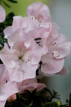 Tsuki No Shimo Satsuki Azalea - 1 Gallon Pot -Plant Series Shop azalea tsuki no shimo 3