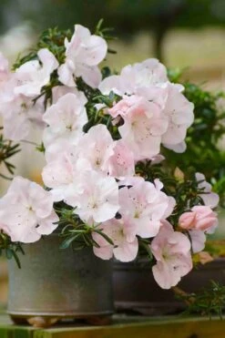 Tsuki No Shimo Satsuki Azalea - 1 Gallon Pot -Plant Series Shop azalea tsuki no shimo 6