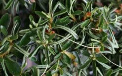 Tsuki No Shimo Satsuki Azalea - 1 Gallon Pot -Plant Series Shop azalea tsuki no shimo 7