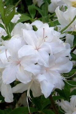White Lights Cold Hardy Azalea - 1 Gallon Pot 12 White Lights Cold Hardy Azalea - 1 Gallon Pot -Plant Series Shop azalea white lights 1