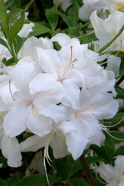White Lights Cold Hardy Azalea - 1 Gallon Pot 5 White Lights Cold Hardy Azalea - 1 Gallon Pot - Image 5