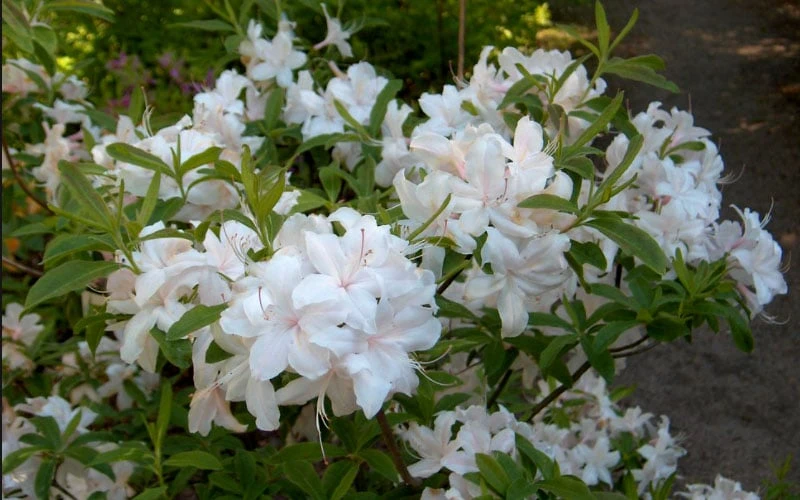 White Lights Cold Hardy Azalea - 1 Gallon Pot 6 White Lights Cold Hardy Azalea - 1 Gallon Pot - Image 6