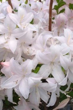 White Lights Cold Hardy Azalea - 1 Gallon Pot 11 White Lights Cold Hardy Azalea - 1 Gallon Pot -Plant Series Shop azalea white lights 3