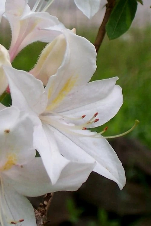 White Lights Cold Hardy Azalea - 1 Gallon Pot 7 White Lights Cold Hardy Azalea - 1 Gallon Pot - Image 7