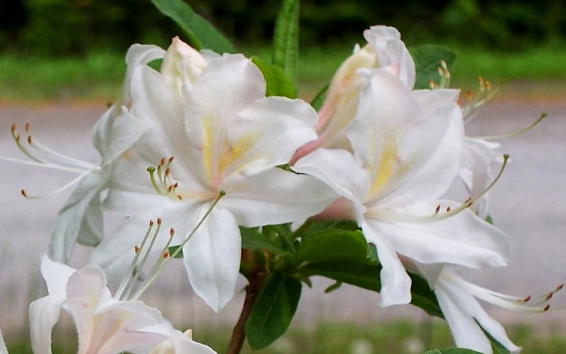 White Lights Cold Hardy Azalea - 1 Gallon Pot 8 White Lights Cold Hardy Azalea - 1 Gallon Pot - Image 8