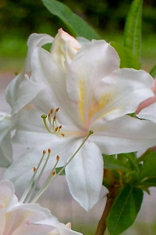 White Lights Cold Hardy Azalea - 1 Gallon Pot 1 White Lights Cold Hardy Azalea - 1 Gallon Pot