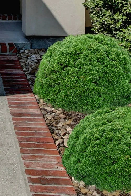 Justin Brouwers Dwarf Boxwood - 6 Pack Of 1 Gallon Pots 1 Justin Brouwers Dwarf Boxwood - 6 Pack Of 1 Gallon Pots