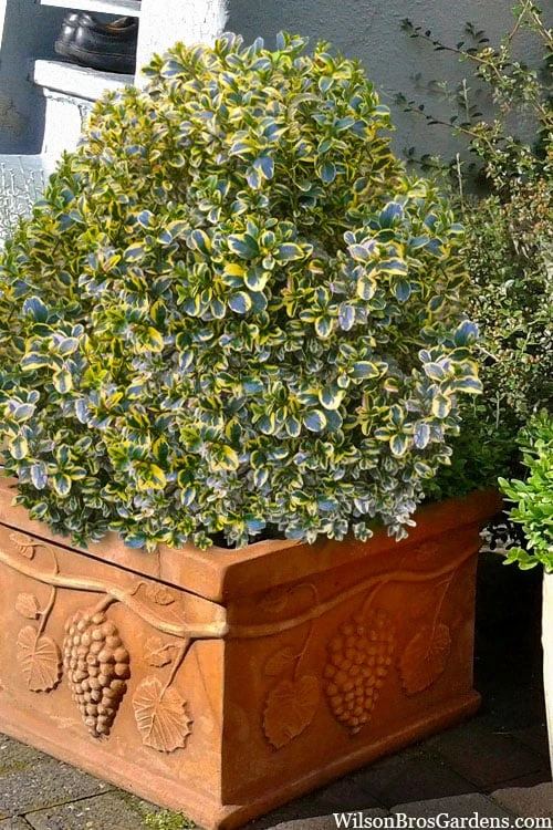 Sunburst Variegated Korean Boxwood - 1 Gallon Pot 7 Sunburst Variegated Korean Boxwood - 1 Gallon Pot - Image 7
