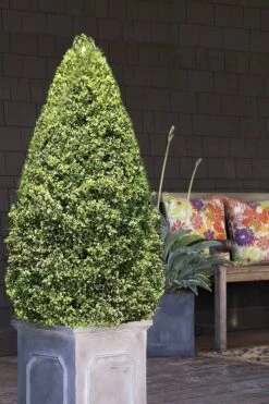 Variegated Boxwood (Buxus Sempervirens 'Aureovariegata') - 2 Gallon Pot - SALE -Plant Series Shop boxwood variegated cone 2 2