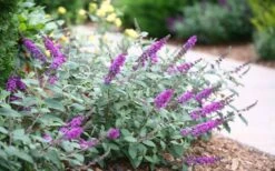 Lo & Behold Blue Chip Junior Butterfly Bush - 3 Gallon Pot -Plant Series Shop buddleia blue chip junior butterfly bush 7 1