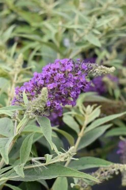 Lo & Behold Blue Chip Junior Butterfly Bush - 3 Gallon Pot -Plant Series Shop buddleia blue chip junior butterfly bush 8 1