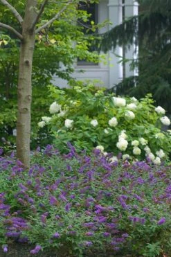 Lo & Behold Blue Chip Junior Butterfly Bush - 3 Gallon Pot -Plant Series Shop buddleia blue chip junior butterfly bush 9 1