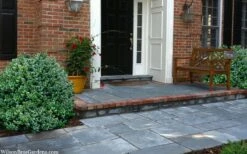 Gordo Boxwood - 5 Pack Of Quart Pots 12 Gordo Boxwood - 5 Pack Of Quart Pots -Plant Series Shop buxus gordo boxwood 2 1