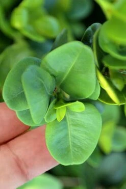 Gordo Boxwood - 6 Pack Of 1 Gallon Pots 10 Gordo Boxwood - 6 Pack Of 1 Gallon Pots -Plant Series Shop buxus gordo boxwood 3 2