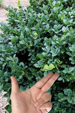 Gordo Boxwood - 6 Pack Of 1 Gallon Pots 11 Gordo Boxwood - 6 Pack Of 1 Gallon Pots -Plant Series Shop buxus gordo boxwood 4 2