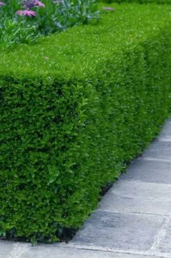 Gordo Boxwood - 6 Pack Of 1 Gallon Pots 13 Gordo Boxwood - 6 Pack Of 1 Gallon Pots -Plant Series Shop buxus gordo boxwood 5 2
