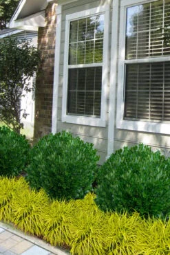 Richard Boxwood (Buxus Harlandii) - 3 Gallon Pot 10 Richard Boxwood (Buxus Harlandii) - 3 Gallon Pot -Plant Series Shop buxus harlandii richard dwarf boxwood 5