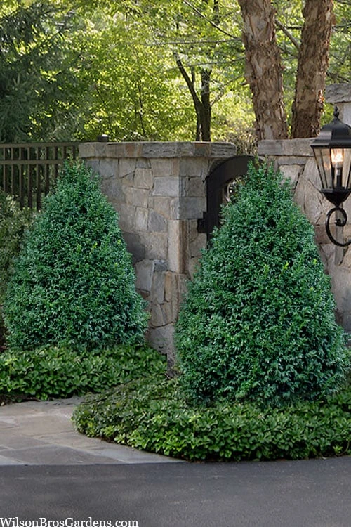 John Baldwin Pyramidal Boxwood - 3 Gallon Pot 1 John Baldwin Pyramidal Boxwood - 3 Gallon Pot