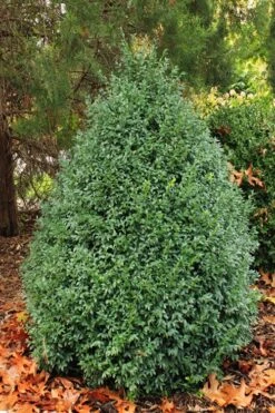 John Baldwin Pyramidal Boxwood - 3 Gallon Pot 11 John Baldwin Pyramidal Boxwood - 3 Gallon Pot -Plant Series Shop buxus microphylla john baldwin boxwood 6 1