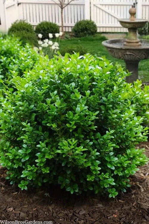 Little Missy Dwarf Boxwood - 2.5 Gallon Pot 1 Little Missy Dwarf Boxwood - 2.5 Gallon Pot