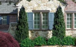 Arctic Emerald Columnar Boxwood - 1 Gallon Pot -Plant Series Shop buxus sempervirens arctic emerald boxwood 103 1