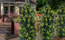 Arctic Emerald Columnar Boxwood - 1 Gallon Pot -Plant Series Shop buxus sempervirens arctic emerald boxwood 105 1