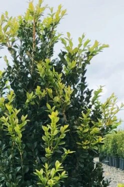 Arctic Emerald Columnar Boxwood - 1 Gallon Pot -Plant Series Shop buxus sempervirens arctic emerald boxwood 12 1