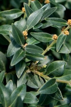 Arctic Emerald Columnar Boxwood - 1 Gallon Pot -Plant Series Shop buxus sempervirens arctic emerald boxwood 16 1